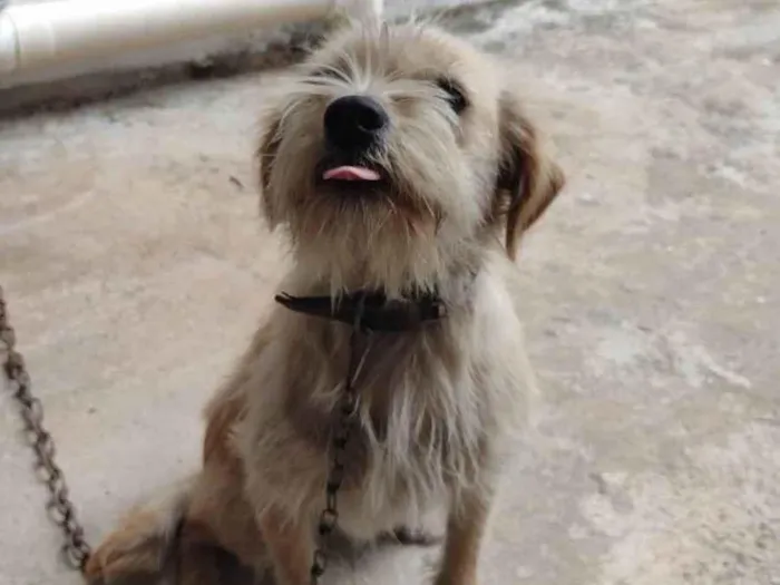 Cachorro ra a SRD-ViraLata idade 1 ano nome Luna