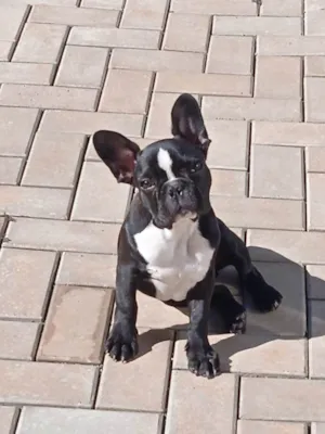 Cachorro raça Bulldog francês  idade 1 ano nome Urso 