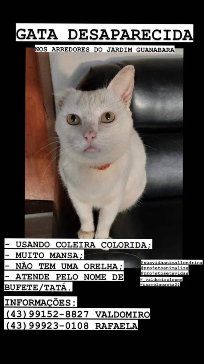 Gato ra a  idade 6 ou mais anos nome Mimi