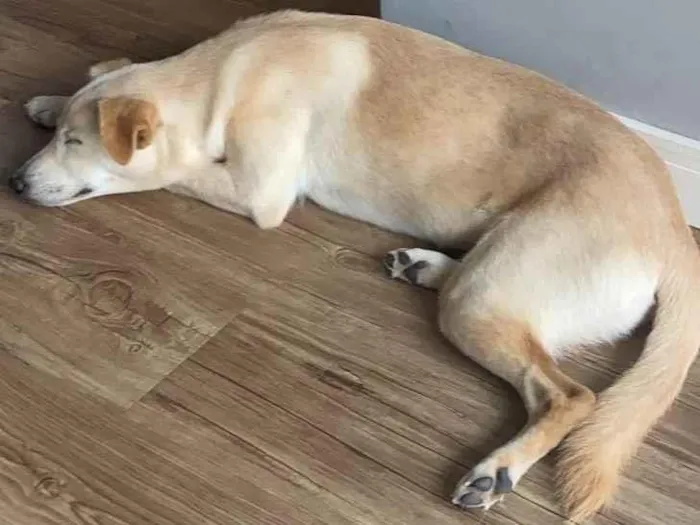 Cachorro ra a Vira lata idade 2 anos nome Flor