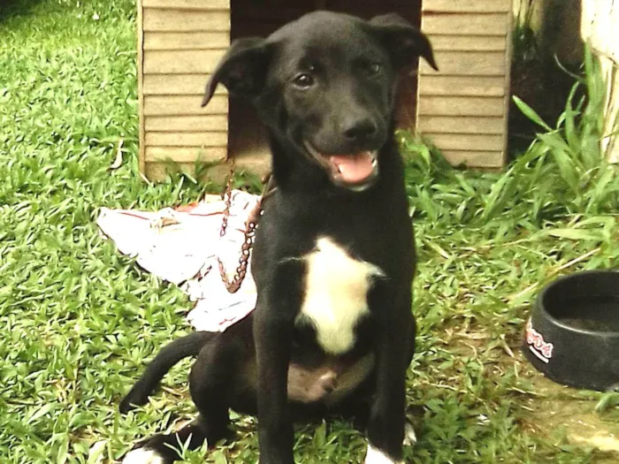 Cachorro ra a Vira lata misturado  idade 2 a 6 meses nome Platão 