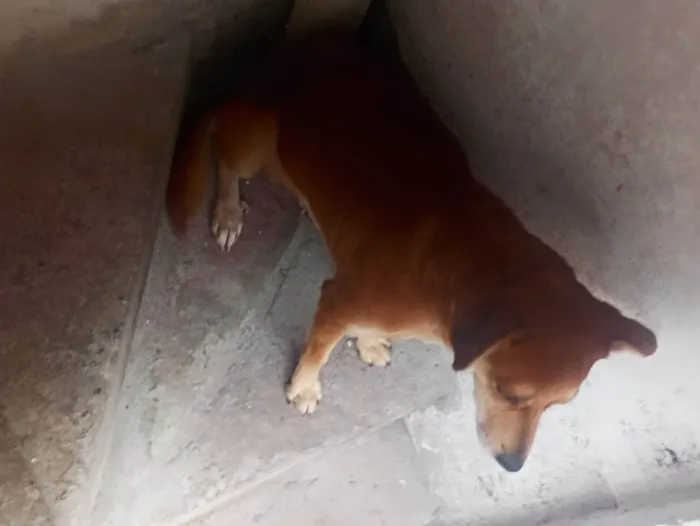 Cachorro ra a SRD-ViraLata idade 1 ano nome Spike