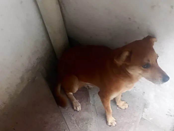 Cachorro ra a SRD-ViraLata idade 1 ano nome Spike