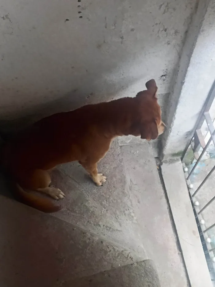 Cachorro ra a SRD-ViraLata idade 1 ano nome Spike