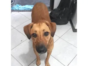 Cachorro raça SRD-ViraLata idade 4 anos nome DARA