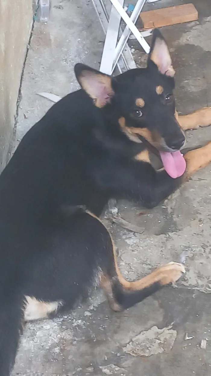 Cachorro ra a SRD-ViraLata idade 7 a 11 meses nome Ju