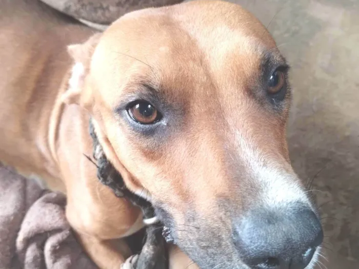 Cachorro ra a SRD-ViraLata idade 2 anos nome Princesa 