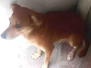 Cachorro raça SRD-ViraLata idade 1 ano nome Spike