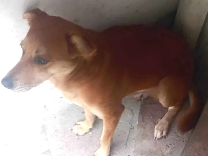 Cachorro ra a SRD-ViraLata idade 1 ano nome Spike