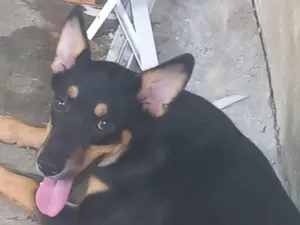 Cachorro raça SRD-ViraLata idade 7 a 11 meses nome Ju