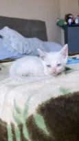 Gato raça  idade Abaixo de 2 meses nome Sem nome 