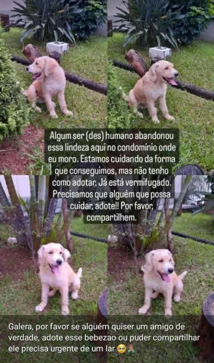 Cachorro ra a SRD-ViraLata idade 4 anos nome Sem  Nome