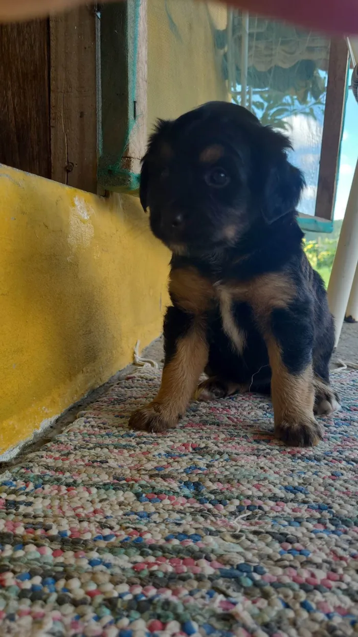 Cachorro raça não sei  idade Abaixo de 2 meses nome não tem 