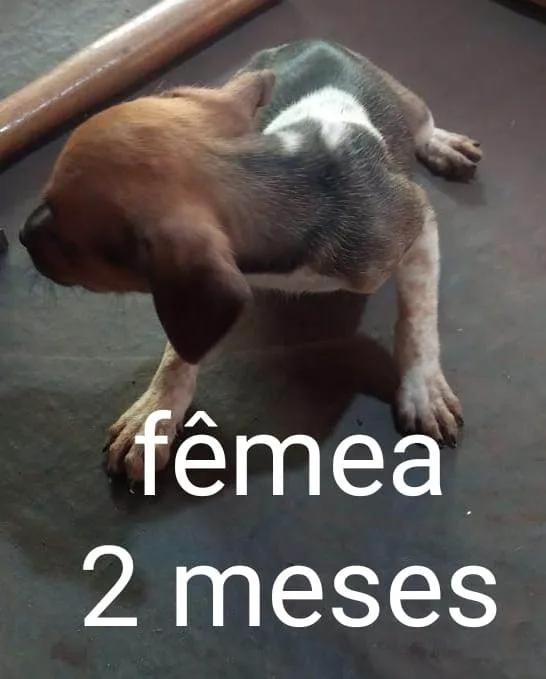 Cachorro ra a SRD-ViraLata idade Abaixo de 2 meses nome Filhotes, sem nome ainda