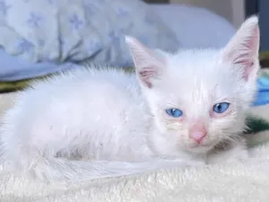 Gato raça  idade Abaixo de 2 meses nome Sem nome 