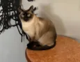 Bartô