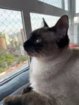 Bartô