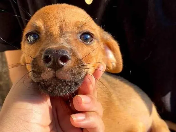 Cachorro ra a VIRA LATA  idade Abaixo de 2 meses nome SEM NOME 