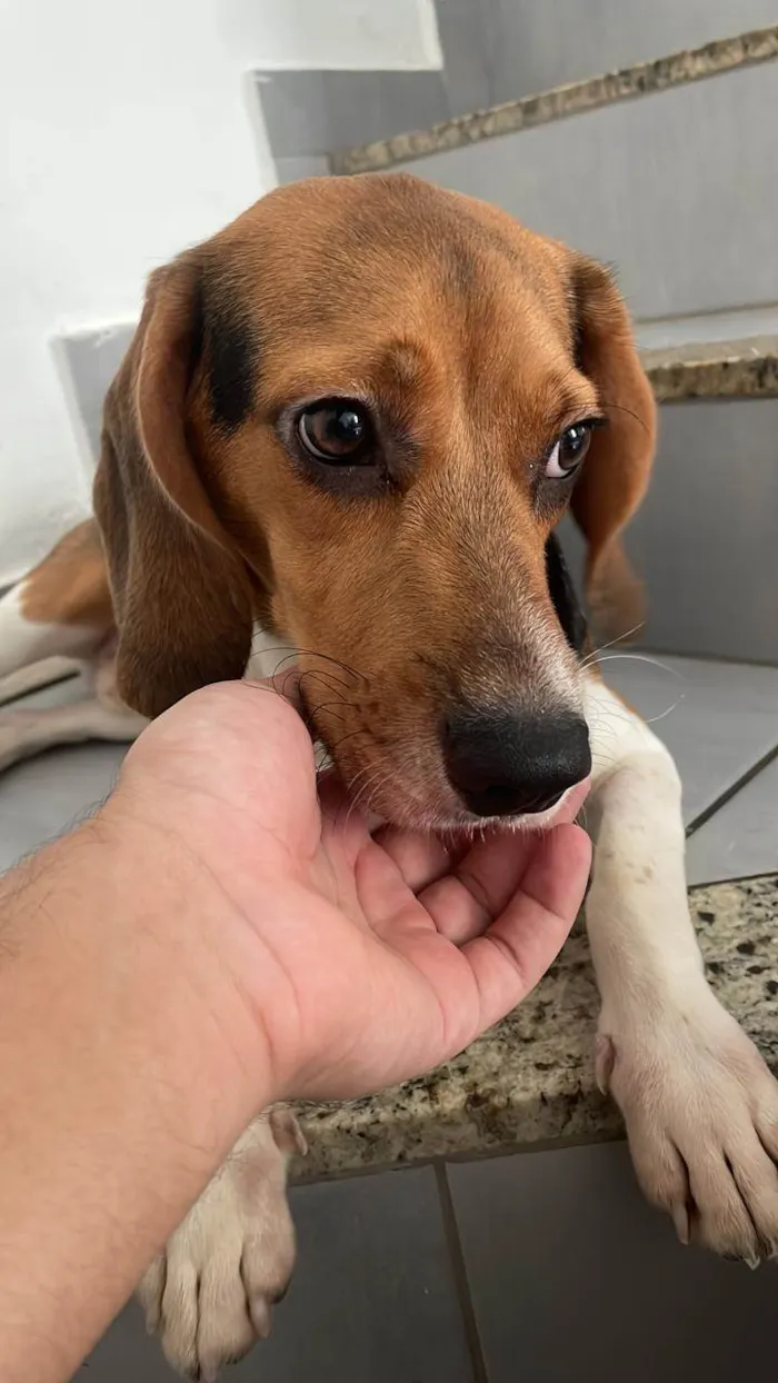Cachorro ra a Beagle idade 7 a 11 meses nome Barth