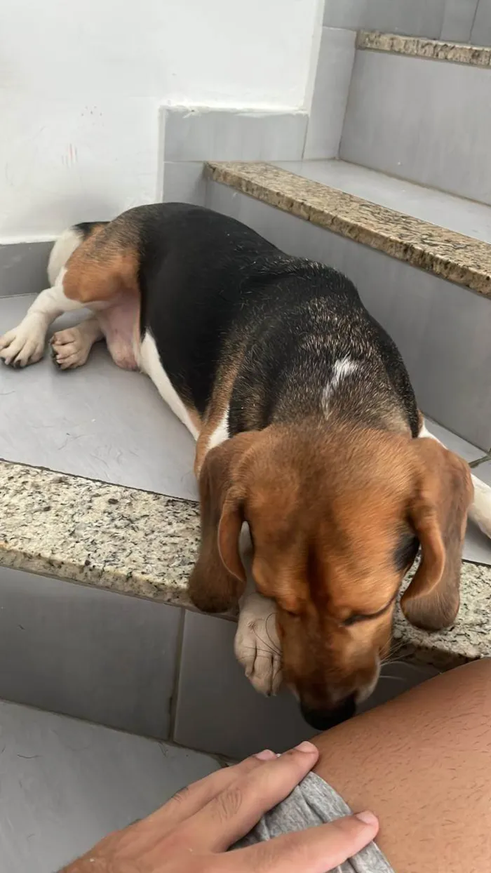 Cachorro ra a Beagle idade 7 a 11 meses nome Barth