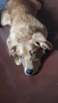 Ziggy