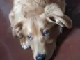 Ziggy