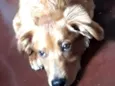 Ziggy