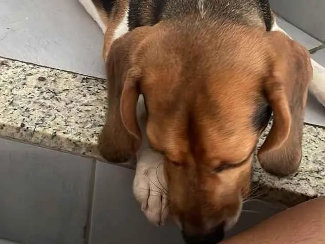 Cachorro ra a Beagle idade 7 a 11 meses nome Barth