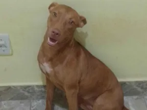 Cachorro raça Mistura de Pitbull  idade 7 a 11 meses nome Princesa