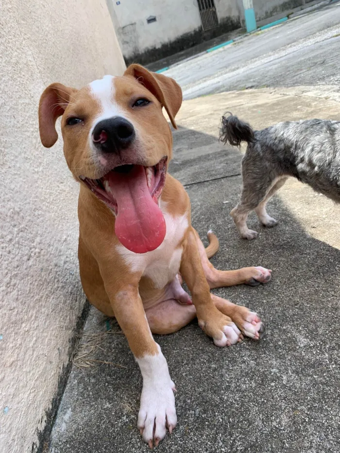 Cachorro ra a Pit-Bull idade 2 a 6 meses nome Olavo
