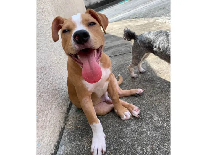 Cachorro ra a Pit-Bull idade 2 a 6 meses nome Olavo
