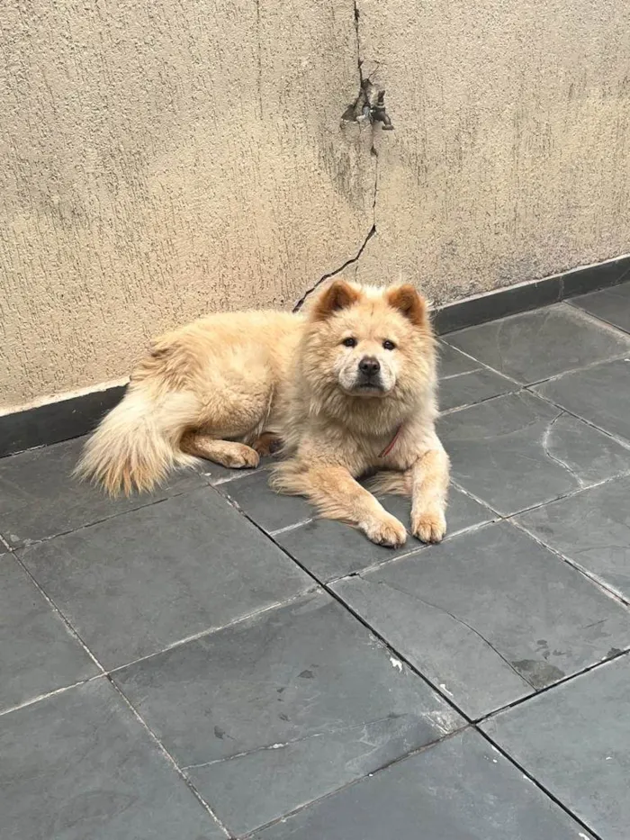 Cachorro ra a Chow Chow idade 1 ano nome Como foi encontrada na rua ainda não possui