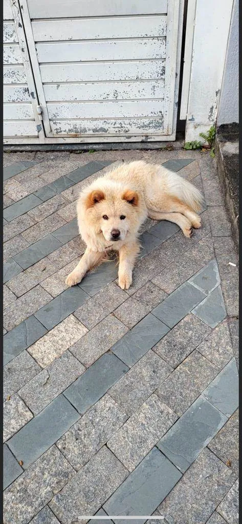 Cachorro ra a Chow Chow idade 1 ano nome Como foi encontrada na rua ainda não possui