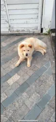 Como foi encontrada na rua ainda não possui
