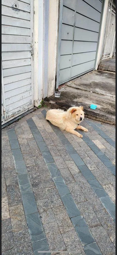 Cachorro ra a Chow Chow idade 1 ano nome Como foi encontrada na rua ainda não possui