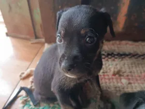 Cachorro raça SRD-ViraLata idade 2 a 6 meses nome Sandy