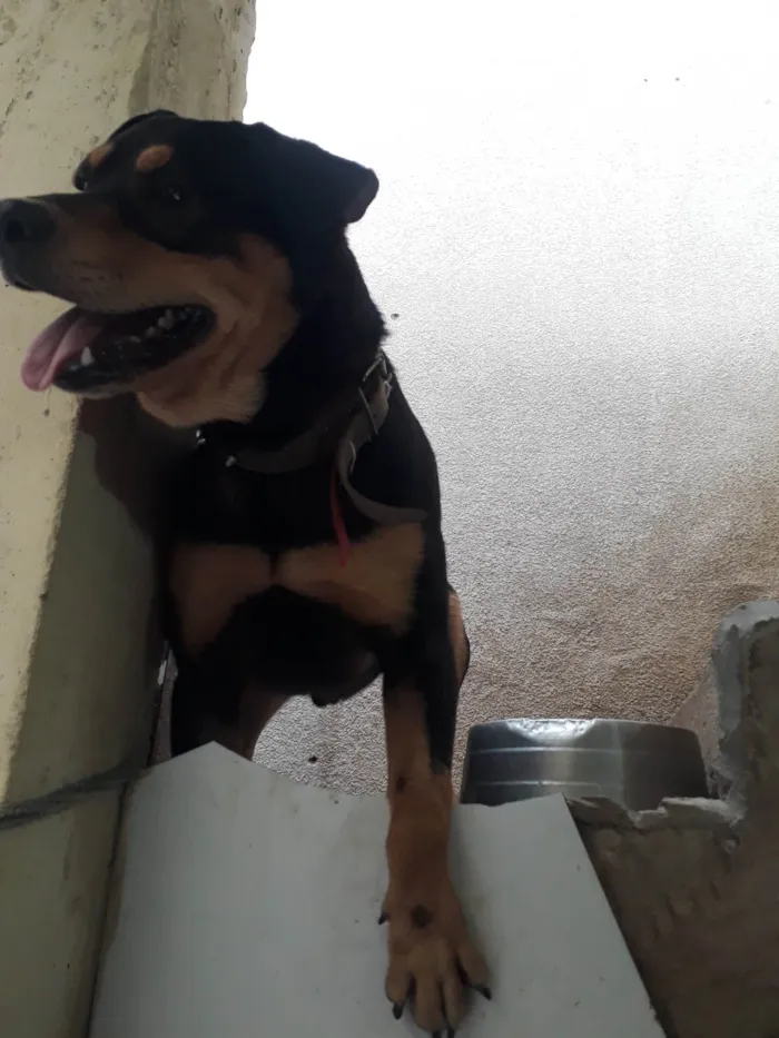 Cachorro ra a Rottweiler idade 7 a 11 meses nome  Thor