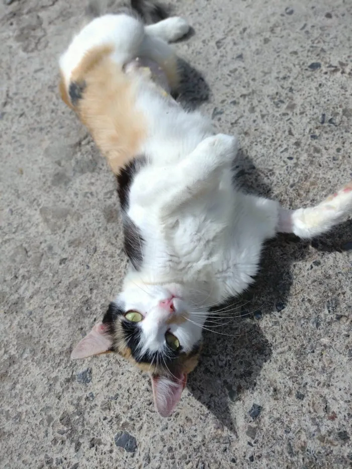 Gato ra a SRD-ViraLata idade 1 ano nome Wandinha 