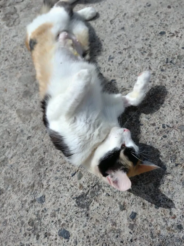Gato ra a SRD-ViraLata idade 1 ano nome Wandinha 