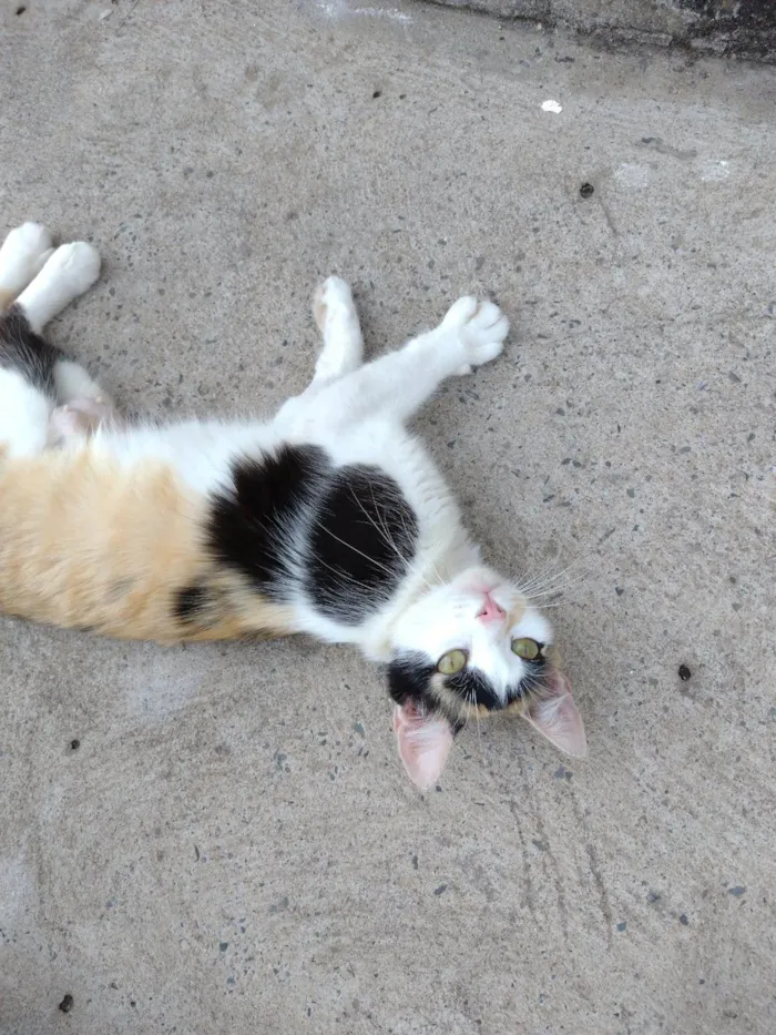 Gato ra a SRD-ViraLata idade 1 ano nome Wandinha 