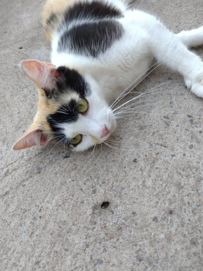 Gato ra a SRD-ViraLata idade 1 ano nome Wandinha 