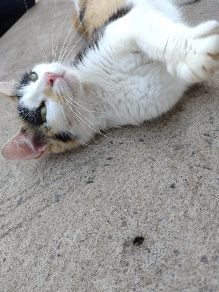 Gato ra a SRD-ViraLata idade 1 ano nome Wandinha 