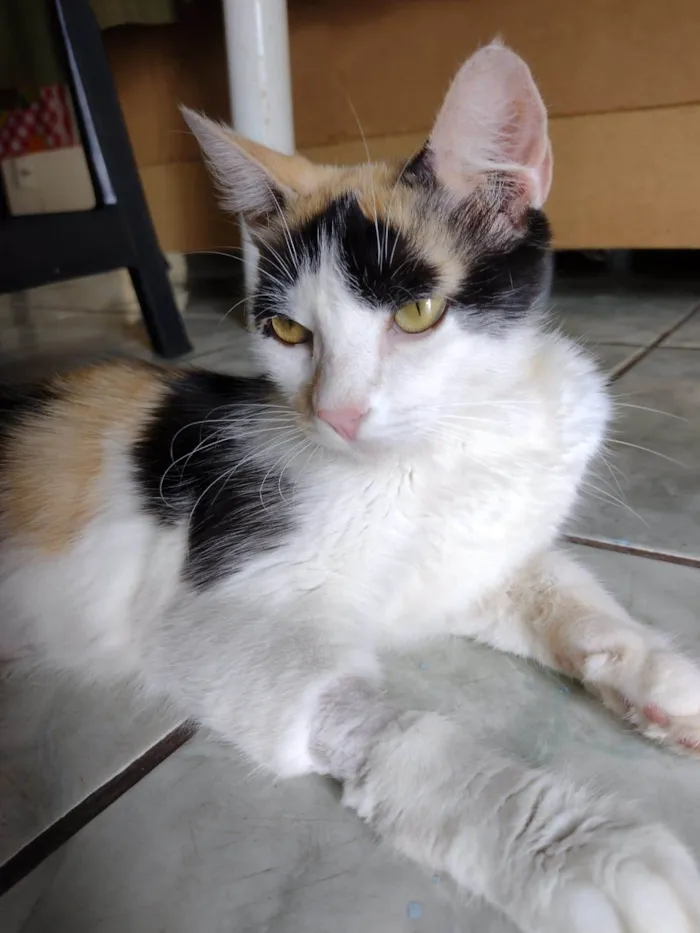 Gato ra a SRD-ViraLata idade 1 ano nome Wandinha 