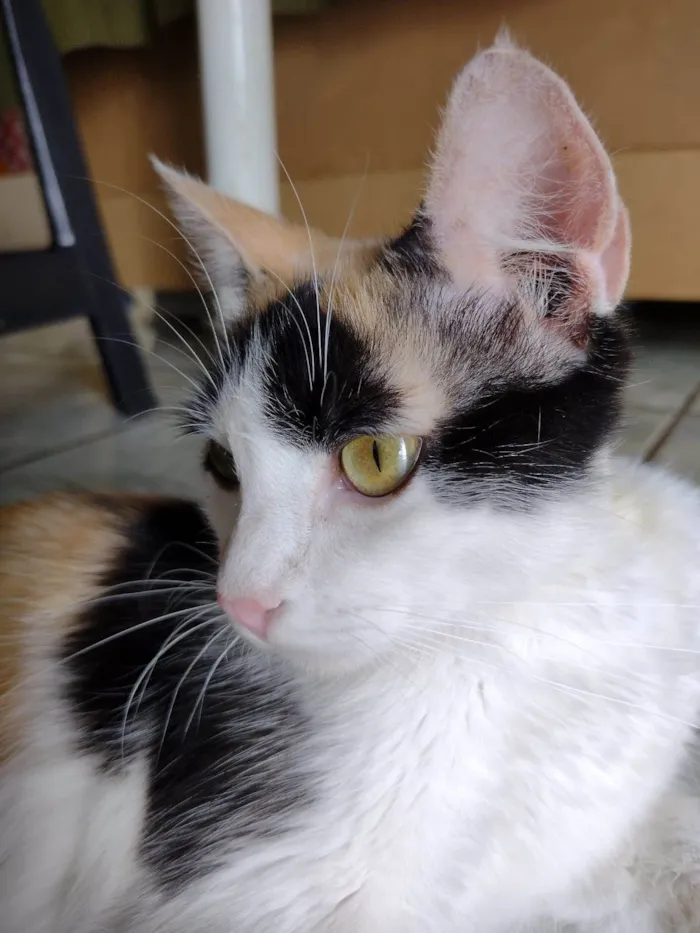 Gato ra a SRD-ViraLata idade 1 ano nome Wandinha 
