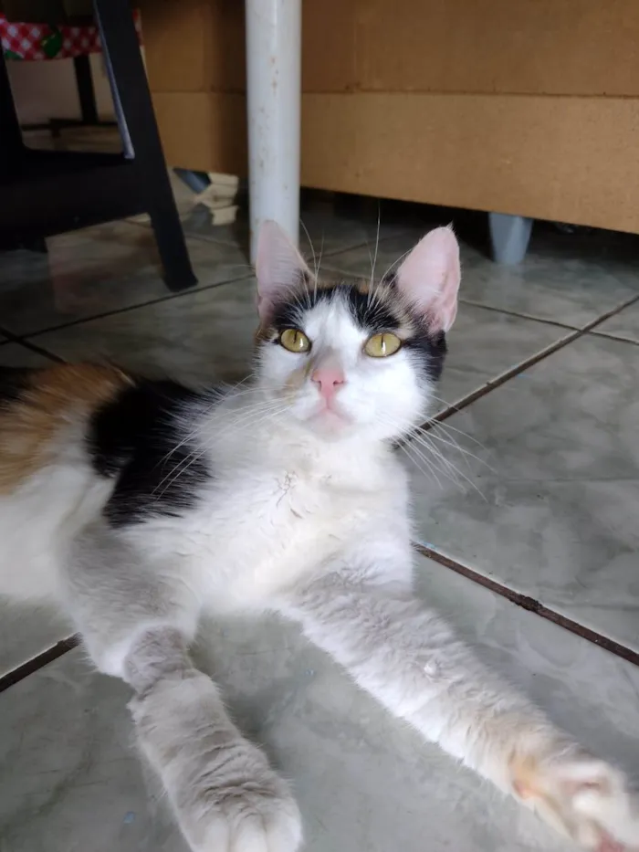Gato ra a SRD-ViraLata idade 1 ano nome Wandinha 