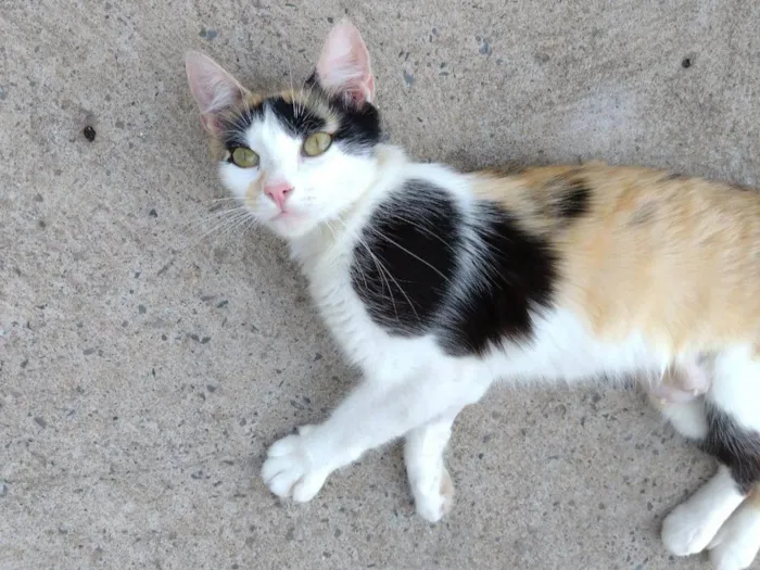 Gato ra a SRD-ViraLata idade 1 ano nome Wandinha 