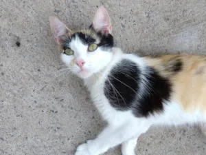 Gato raça SRD-ViraLata idade 1 ano nome Wandinha 