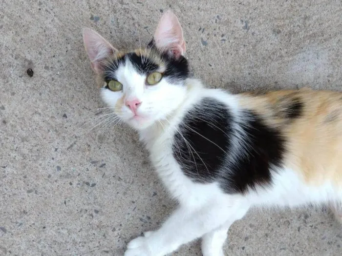 Gato ra a SRD-ViraLata idade 1 ano nome Wandinha 