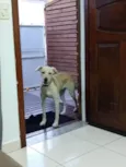Luli