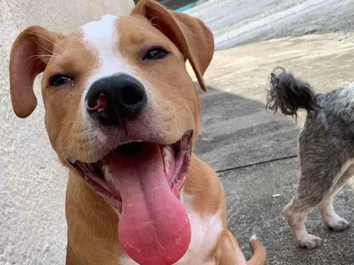 Cachorro ra a Pit-Bull idade 2 a 6 meses nome Olavo